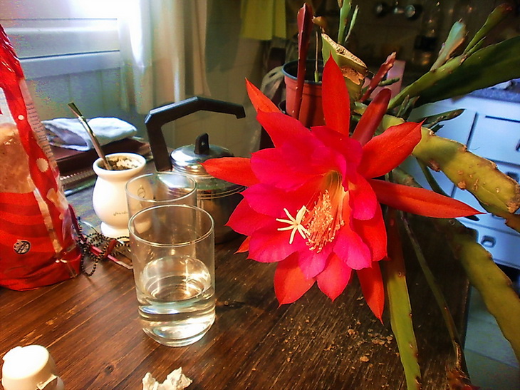 Flor de cactus Pegasus (o Pluma de Santa Teresa). De un brote obsequiado por Julia (1). 12 noviembre 2013. Argentina. 