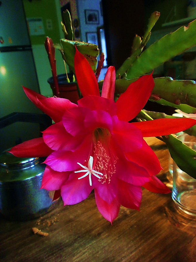 Amilcar MOretti. Foto de primera floración este noviembre del cactus Pegasus o Pluma de Santa Teresa. 12 noviembre 2013. Argerntina.